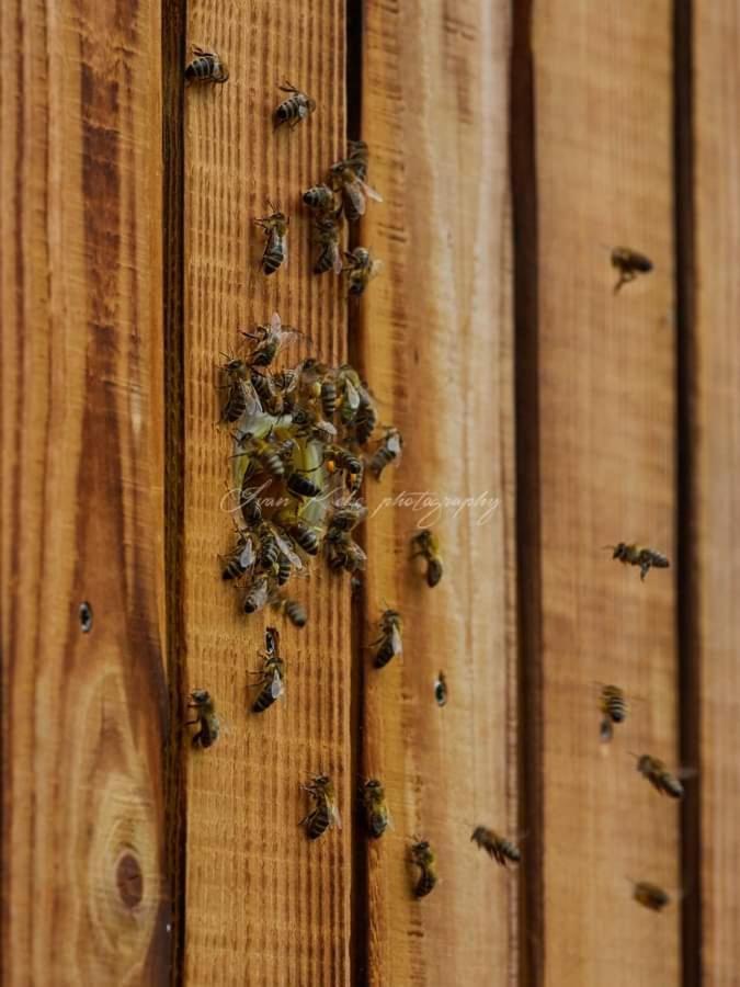 Apartament Hisa Zdravega Oddiha Begunje pri Cerknici Zewnętrze zdjęcie